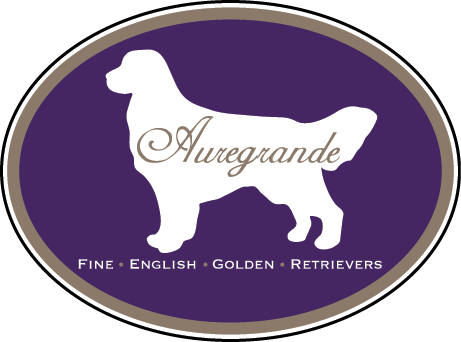 Auregrande English Golden Retrievers