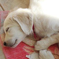 Sleeping Golden Retriever puppy